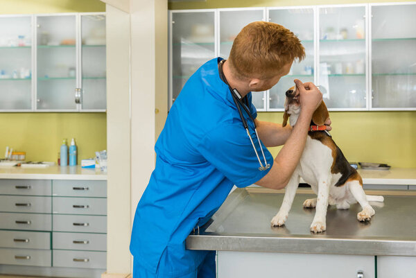 veterinary examing dog