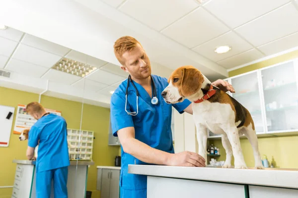 Perro veterinario examinador — Foto de Stock