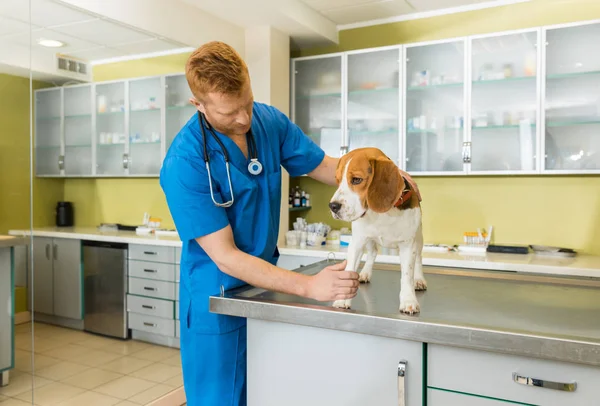 Veterinär undersökt hund — Stockfoto