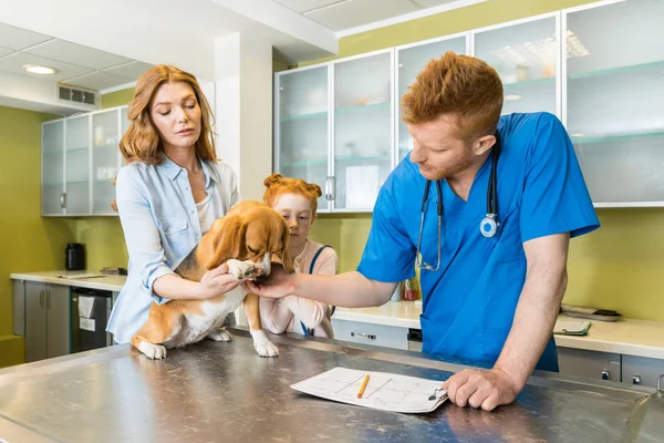Veterinary examing dog at clinic — Stock Photo, Image
