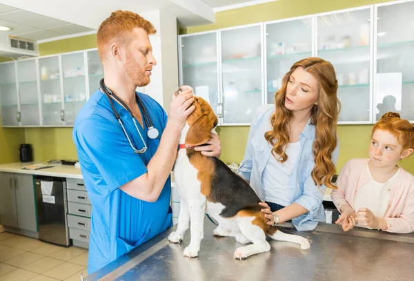 Veterinaria perro de examen en la clínica — Foto de Stock