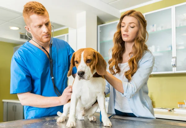 Врач осматривает собаку в клинике — стоковое фото