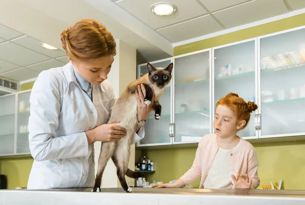 Doutor verificando gato — Fotografia de Stock