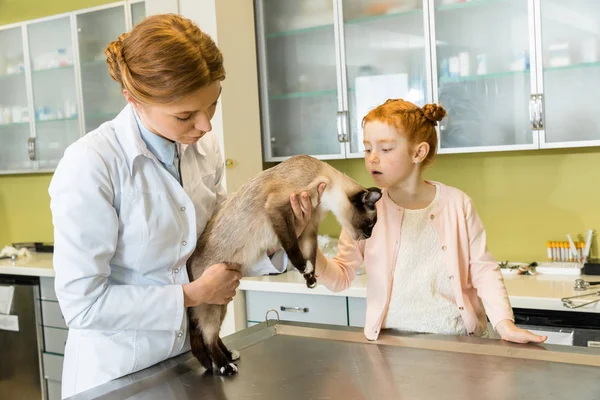 Arzt überprüft Katze — Stockfoto