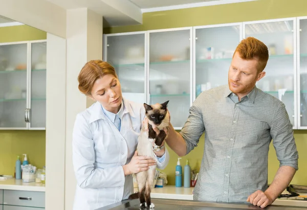 Doutor verificando gato — Fotografia de Stock