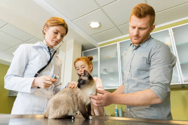 Gato auscultador veterinário com estetoscópio — Fotografia de Stock