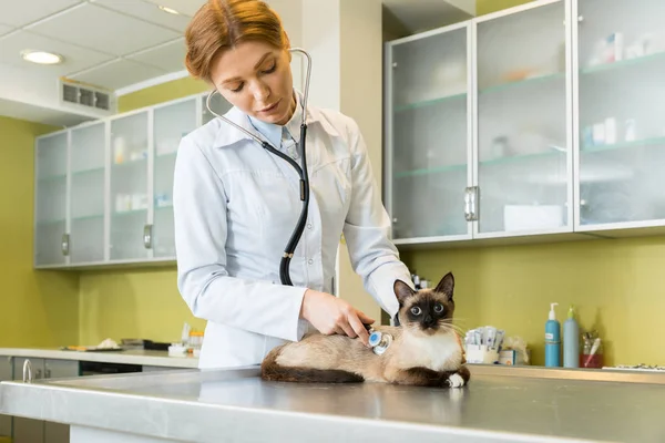 Ветеринарная аускультация кота со стетоскопом — стоковое фото