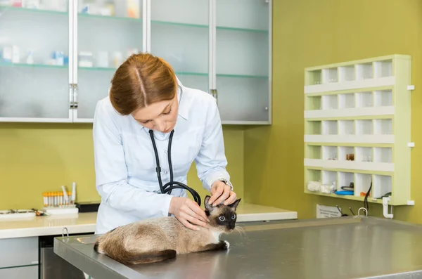 청진 기를 가진 수의 ausculting 고양이 — 스톡 사진