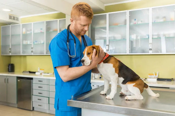 Veterinary examing dog Stock Image