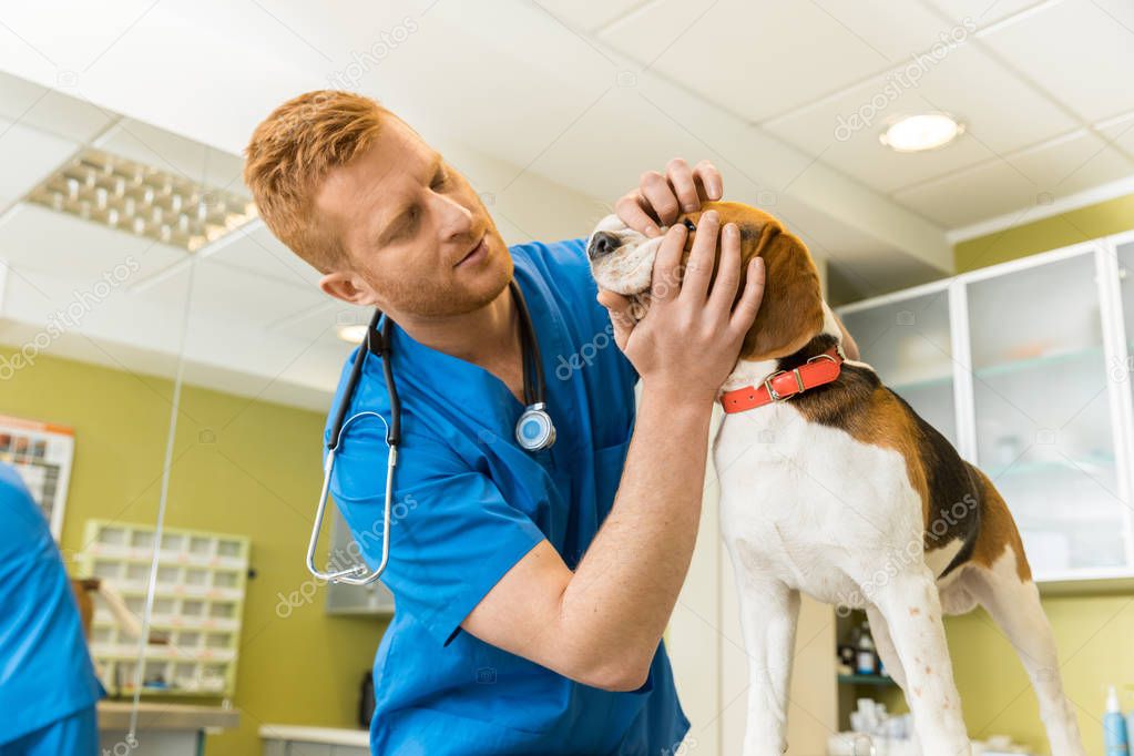 veterinary examing dog