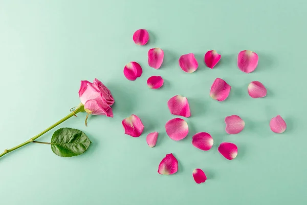 Квітка троянди і пелюстки — стокове фото