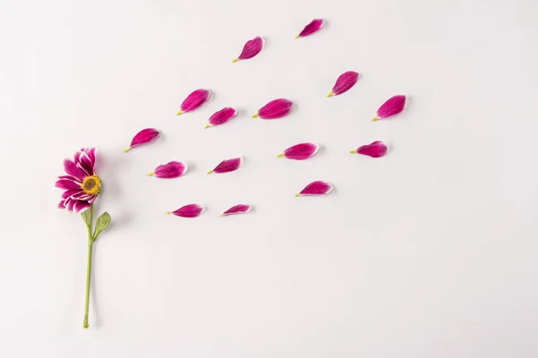 Рожева квітка і пелюстки — стокове фото