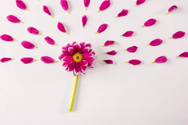 Fiore rosa e petali — Foto stock