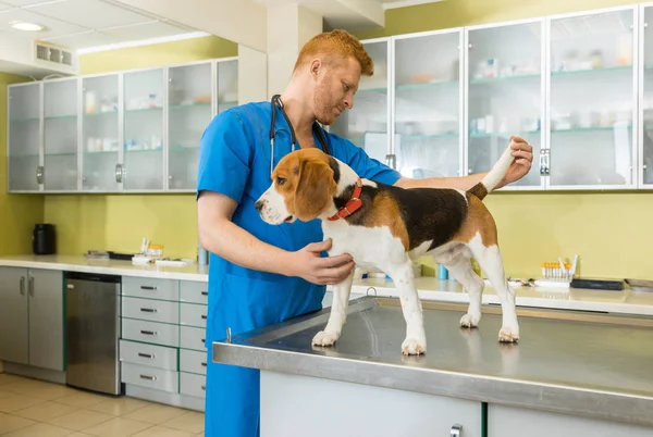 Veterinary examing dog — Stock Photo