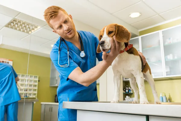 Veterinary examing dog — Stock Photo