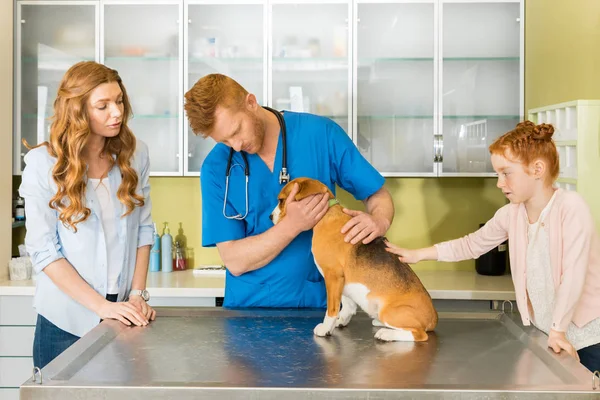 Veterinaria perro de examen en la clínica - foto de stock