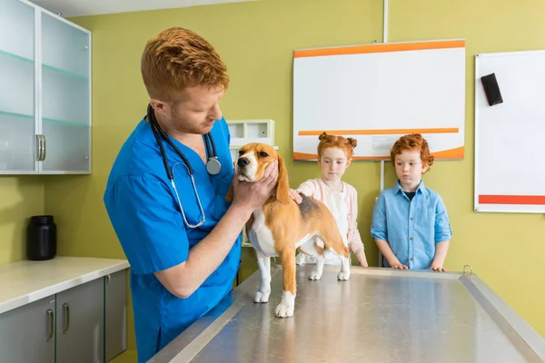 Chien d'examen vétérinaire à la clinique — Photo de stock