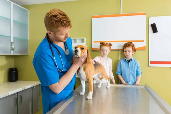 Veterinaria perro de examen en la clínica - foto de stock