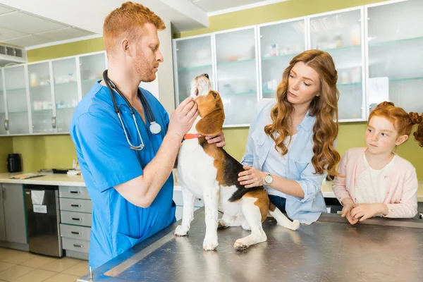Veterinary examing dog at clinic — Stock Photo