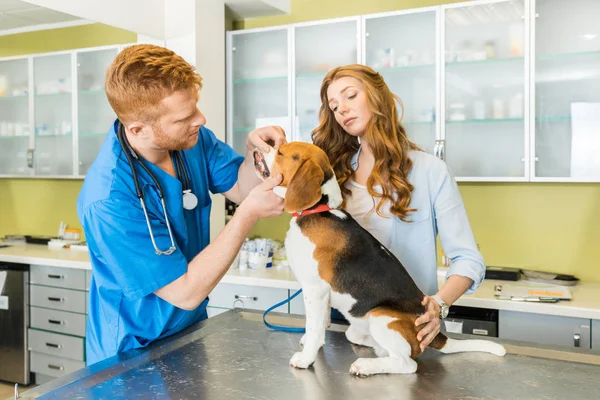 Arzt untersucht Beagle-Hund in Klinik — Stockfoto