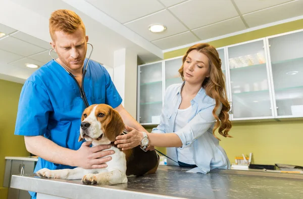 Médico examinando perro Beagle en la clínica - foto de stock