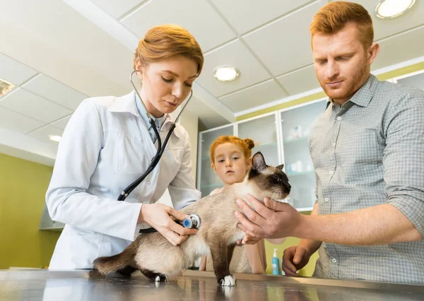 Gato auscultor veterinario con estetoscopio - foto de stock