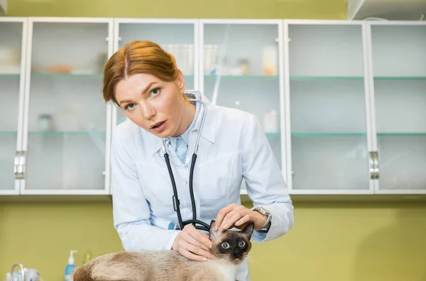 Gato examinador veterinario en la clínica - foto de stock