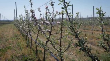 Genç elma ağaçlarının bahçesi