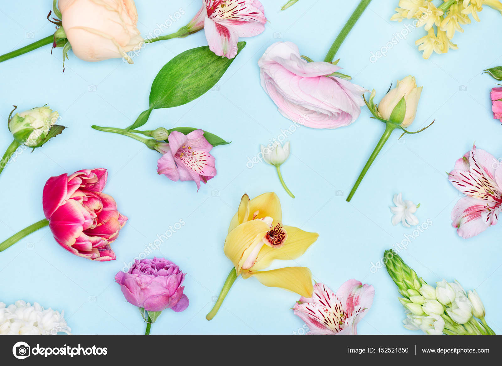 Beautiful blooming flowers — Stock Photo © K.Klimenko 152521850