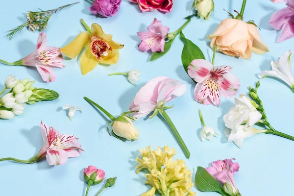 Hermosas flores en flor — Foto de Stock