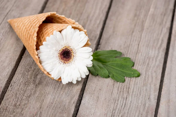 Chrysanthemum flower in waffle cone — Stock Photo