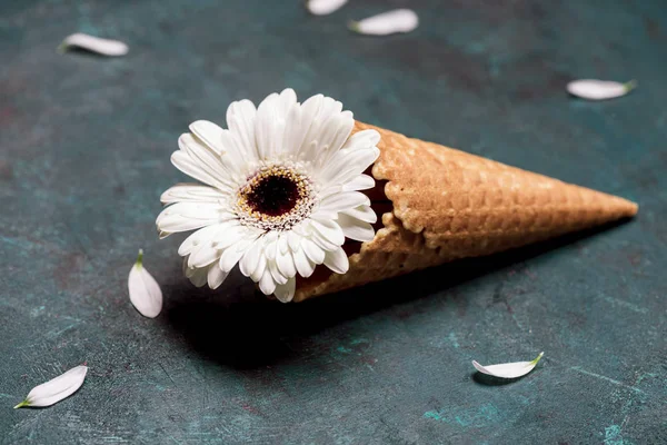 Flor de crisântemo em cone de waffle — Fotografia de Stock