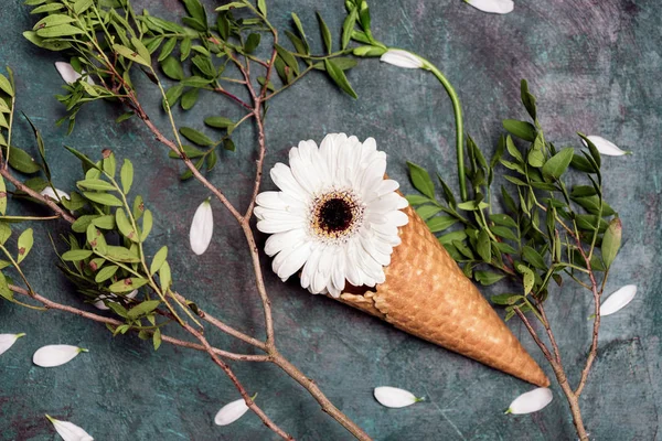 Flor de crisântemo em cone de waffle — Fotografia de Stock