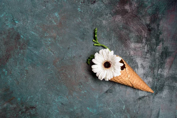 Flor de crisantemo en cono de gofre - foto de stock