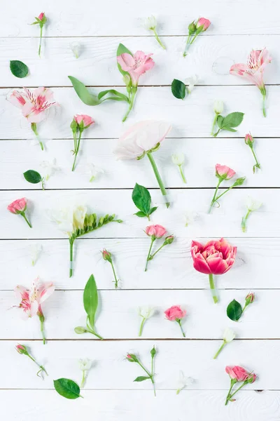 Schöne blühende Blumen — Stockfoto