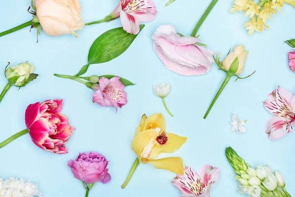 Hermosas flores en flor - foto de stock