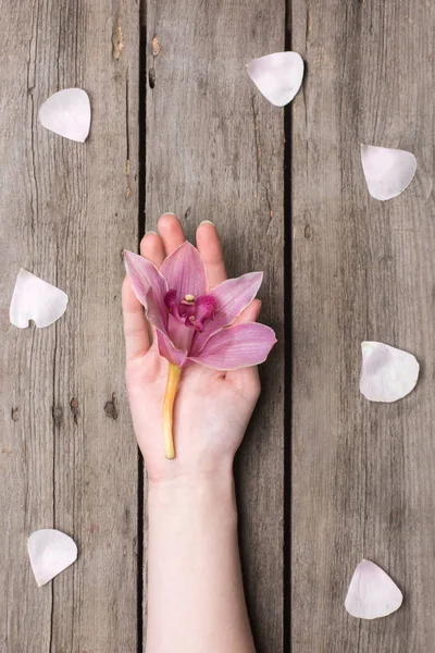 Person holding orchid — Stock Photo