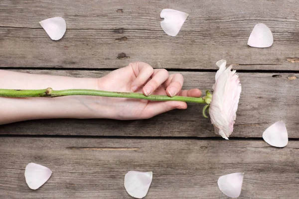 Person holding rose — Stock Photo