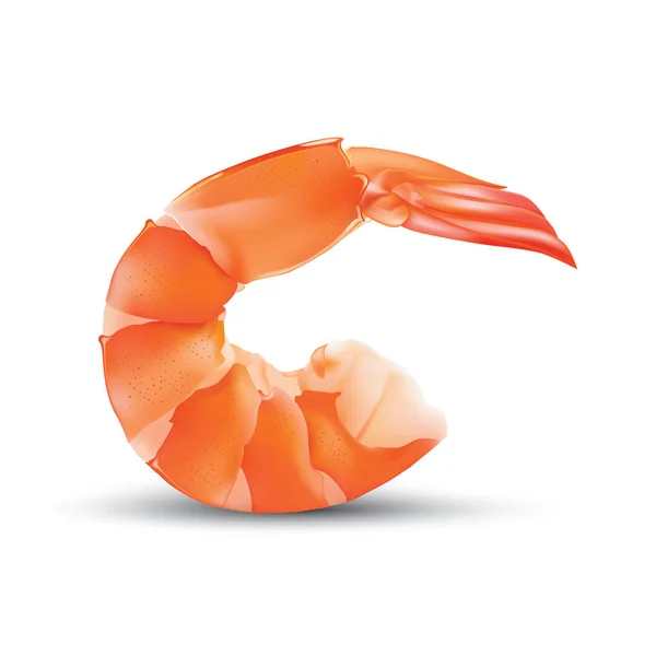 Vector Shrimp Seafood. Prawn illustration isolated on white background — Stock Vector