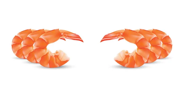 Fruits de mer aux crevettes vectorielles. Illustration de crevette isolée sur fond blanc — Image vectorielle