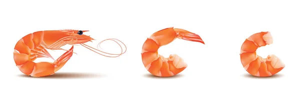 Vektör karides, deniz ürünleri ayarlayın. Karides ile baş ve ayaklar. İllüstrasyon izole beyaz arka plan üzerinde