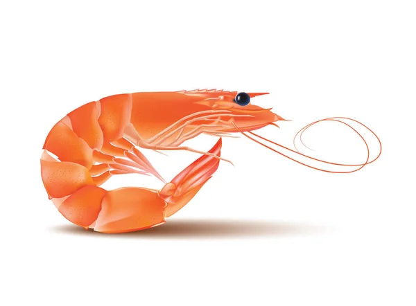 Vector Shrimp, marisco. Camarão com cabeça e pernas. Ilustração isolada sobre fundo branco —  Vetores de Stock