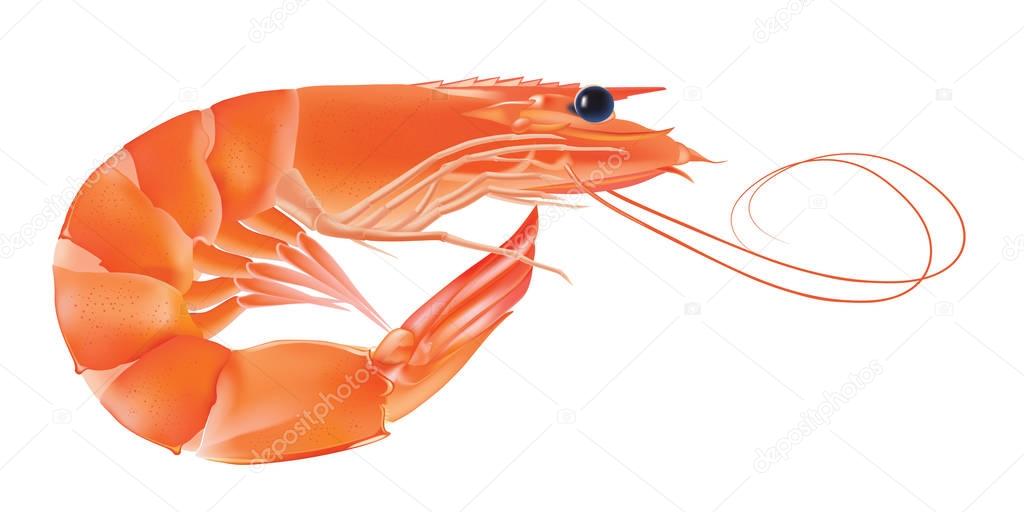 Vector Shrimp, Seafood. Prawn With head and legs. Illustration isolated on white background