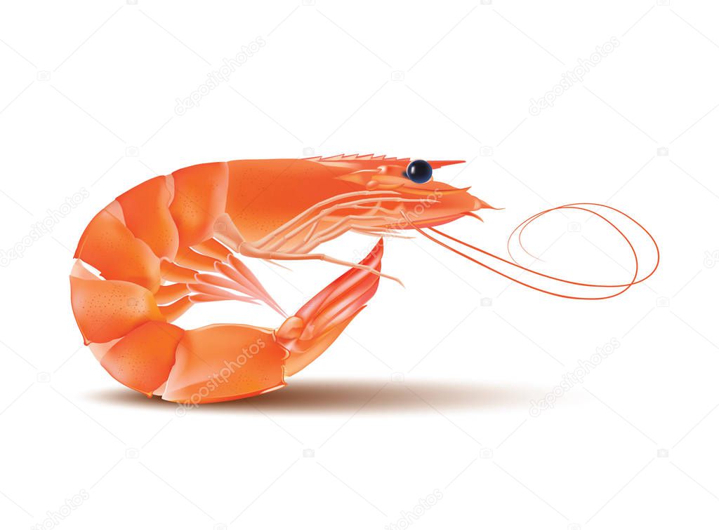 Vector Shrimp, Seafood. Prawn With head and legs. Illustration isolated on white background