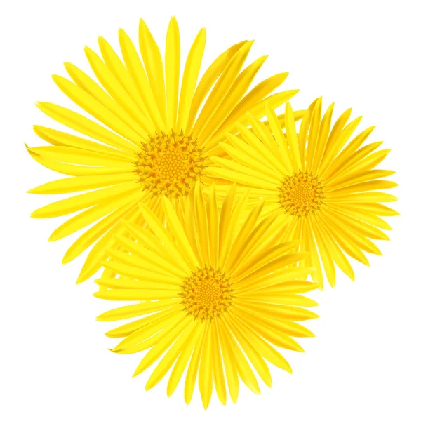 Vector yellow daisy flower isolated on white background. Spring-yellow chamomile. — Stock Vector