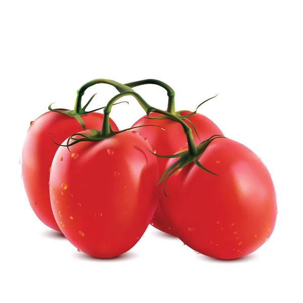 矢量图的孤立的白色背景上的大的成熟的红色的新鲜的西红柿分支 — 图库矢量图片
