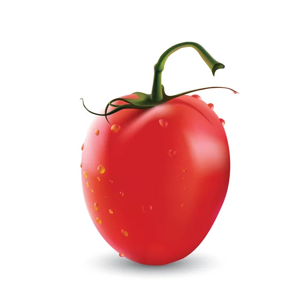 Photo-realistis cherry tomatoes on a branch - Stok Vektor