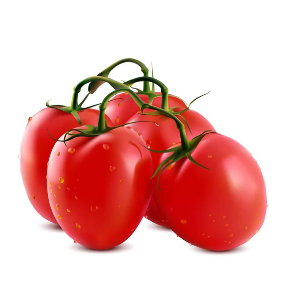 在一个分支上的真实感樱桃番茄 — 图库矢量图片