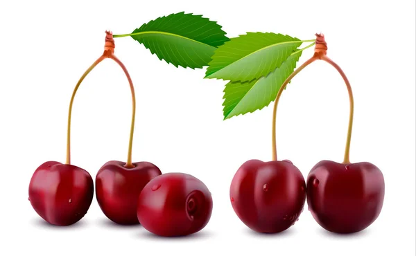 Sweet Cherry w realistyczny 3d styl wektor ilustracja na białym tle. Dojrzałe owoce wiśni z liści — Wektor stockowy