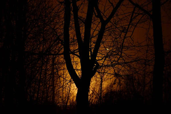 Träet i dimma på natten — Stockfoto
